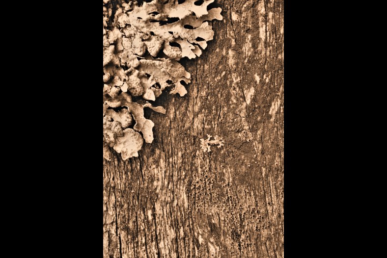 Old Fence